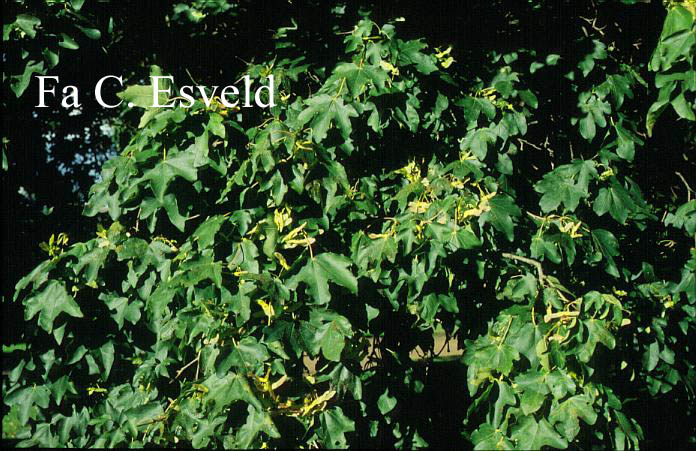 Acer campestre 'Tauricum'