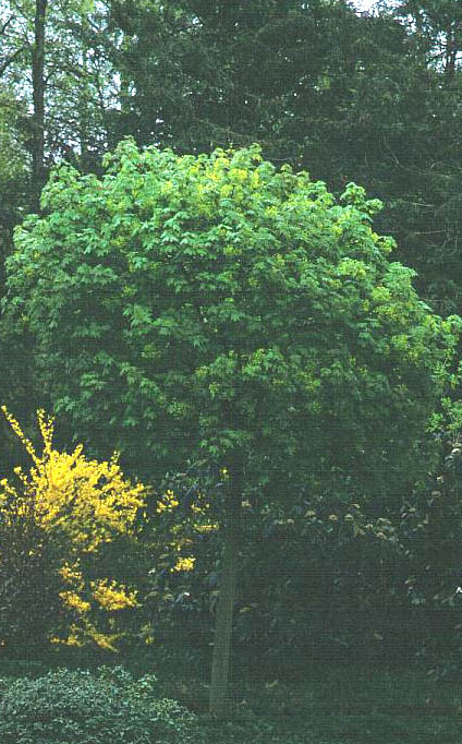 Acer cappadocicum ssp. divergens