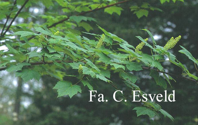 Acer caudatum ssp. ukurunduense