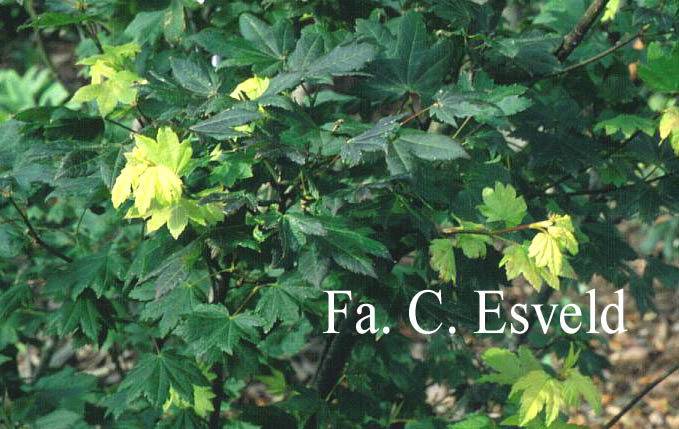 Acer circinatum 'Glen-Del'