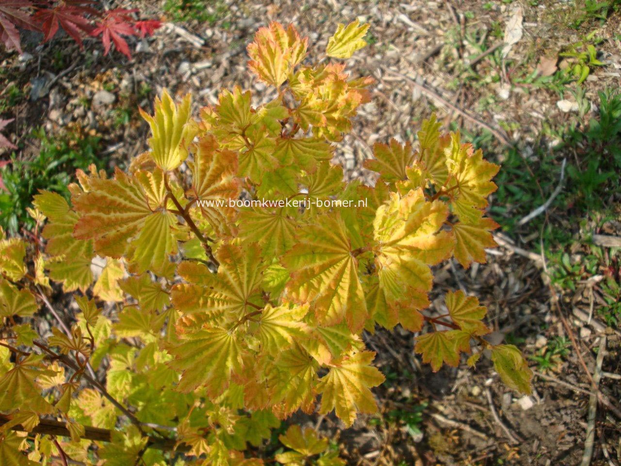 Acer circinatum 'Sunglow'