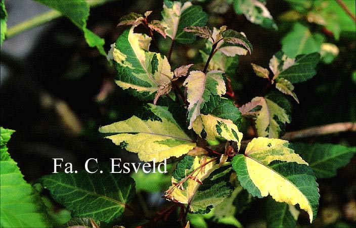 Acer crataegifolium 'Me-uri-no-ohfu'