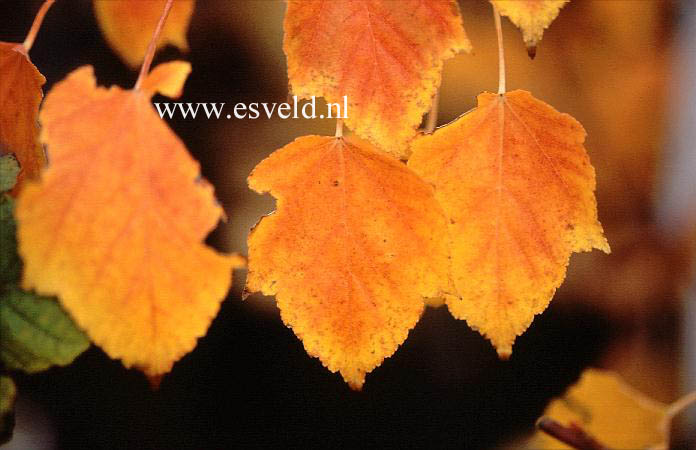 Acer davidii 'Hansu-suru'