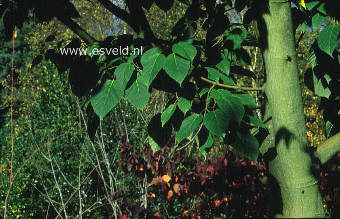 Acer davidii 'Robin Herbert'