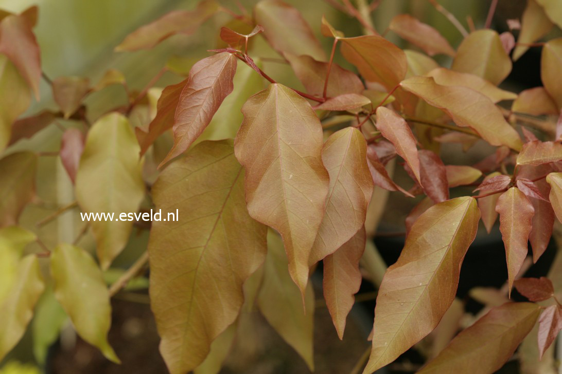 Acer discolor
