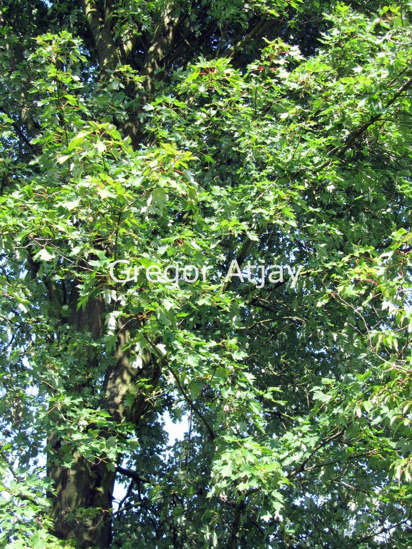 Acer freemanii 'Elegant'