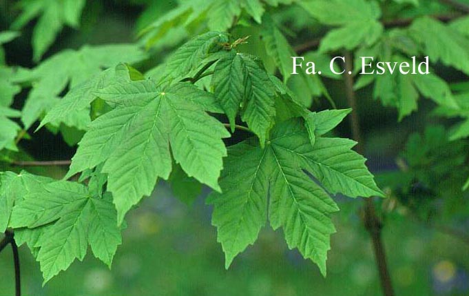 Acer heldreichii ssp. trautvetteri