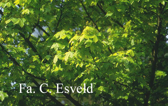 Acer hillieri 'Summergold'