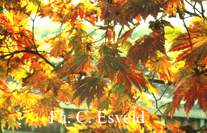 Acer japonicum 'Attaryi'