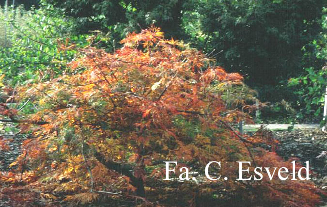 Acer japonicum 'Dissectum'