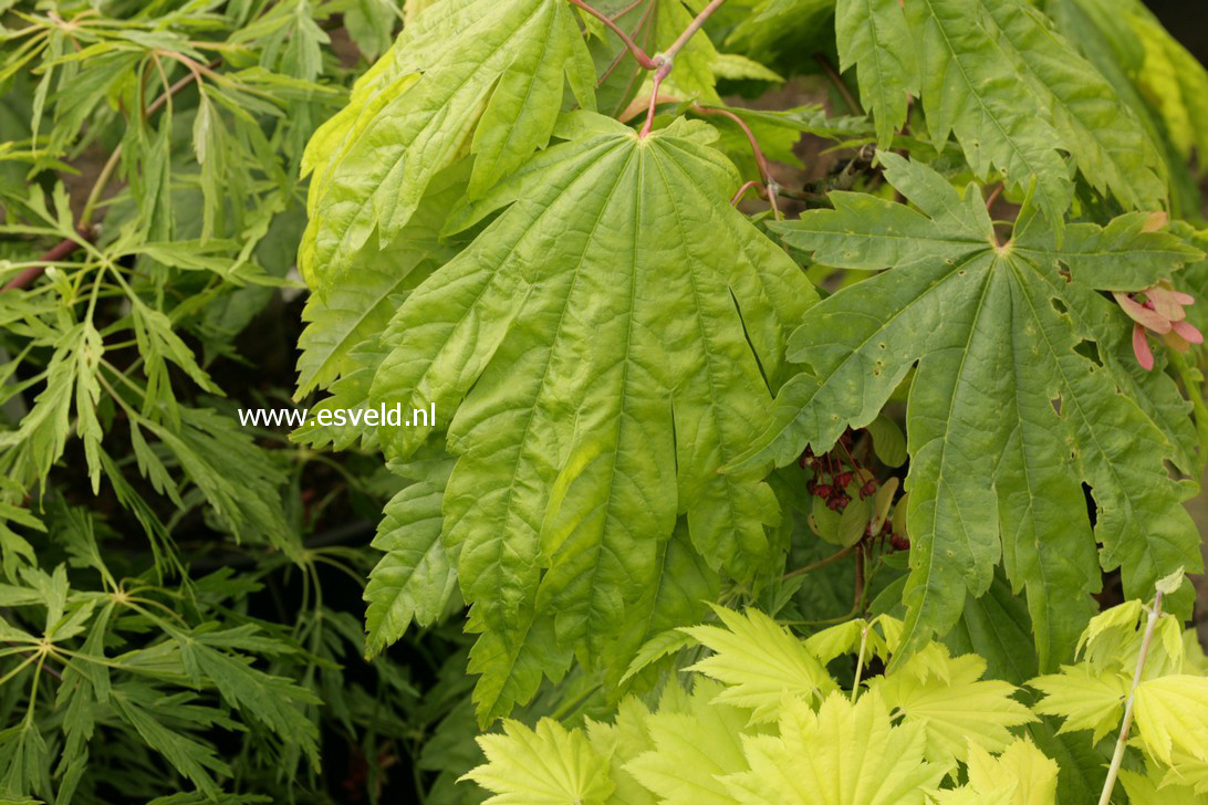 Acer japonicum 'Elmswood's'