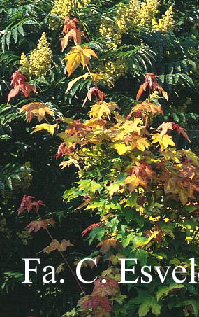 Acer longipes 'Gold Coin'