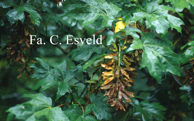 Acer macrophyllum