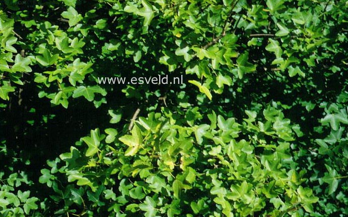 Acer monspessulanum ibericum