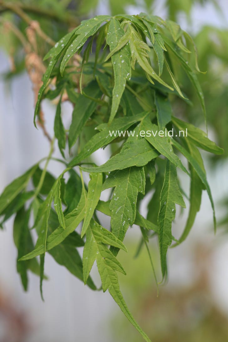 Acer negundo 'Tadeusz Szymanowski'