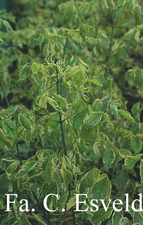 Acer negundo 'Variegatum'