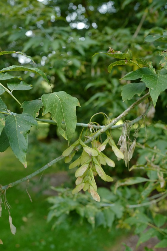 Acer negundo violaceum