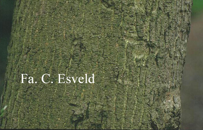 Acer oliverianum