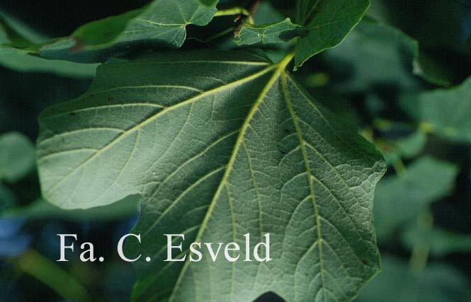 Acer opalus ssp. obtusatum