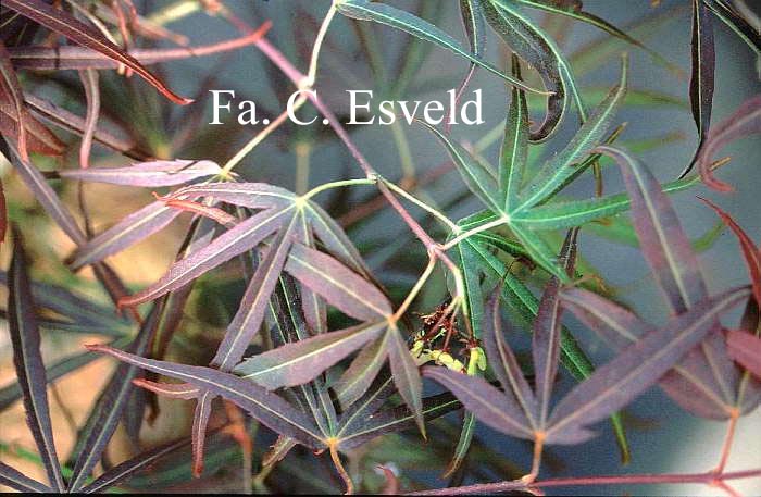 Acer palmatum 'Aka-shime-no-uchi'