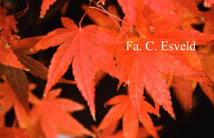 Acer palmatum 'Ao-ba-nishiki'