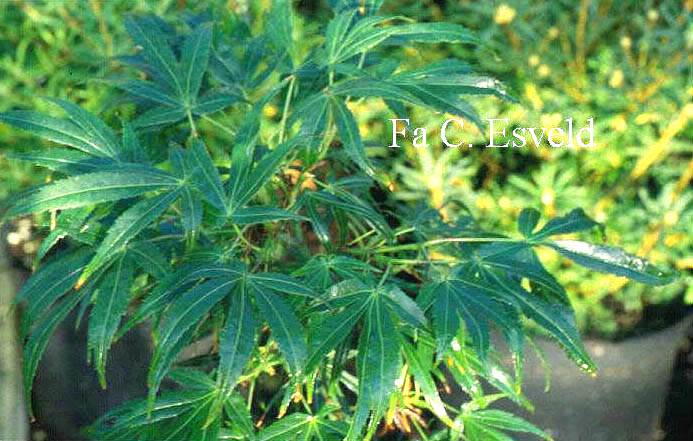 Acer palmatum 'Ao-shichigosan'