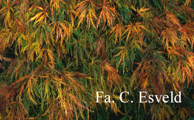 Acer palmatum 'Ao-shidare'