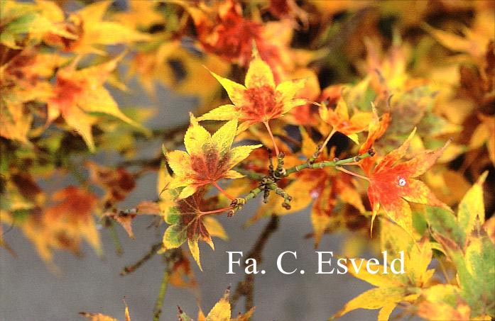 Acer palmatum 'Aoba-joh'