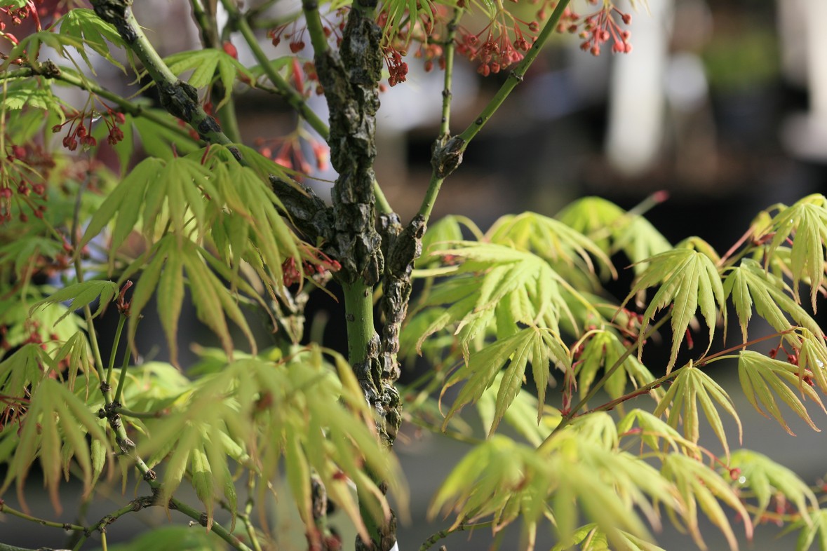 Acer palmatum 'Arakawa-ukon'