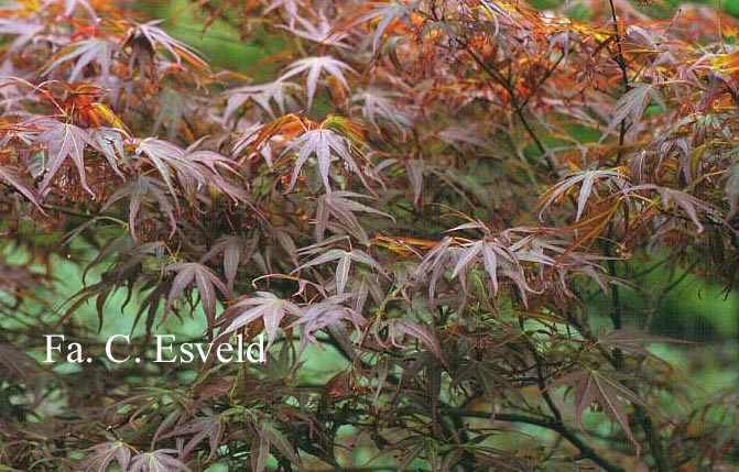 Acer palmatum 'Atrolineare'