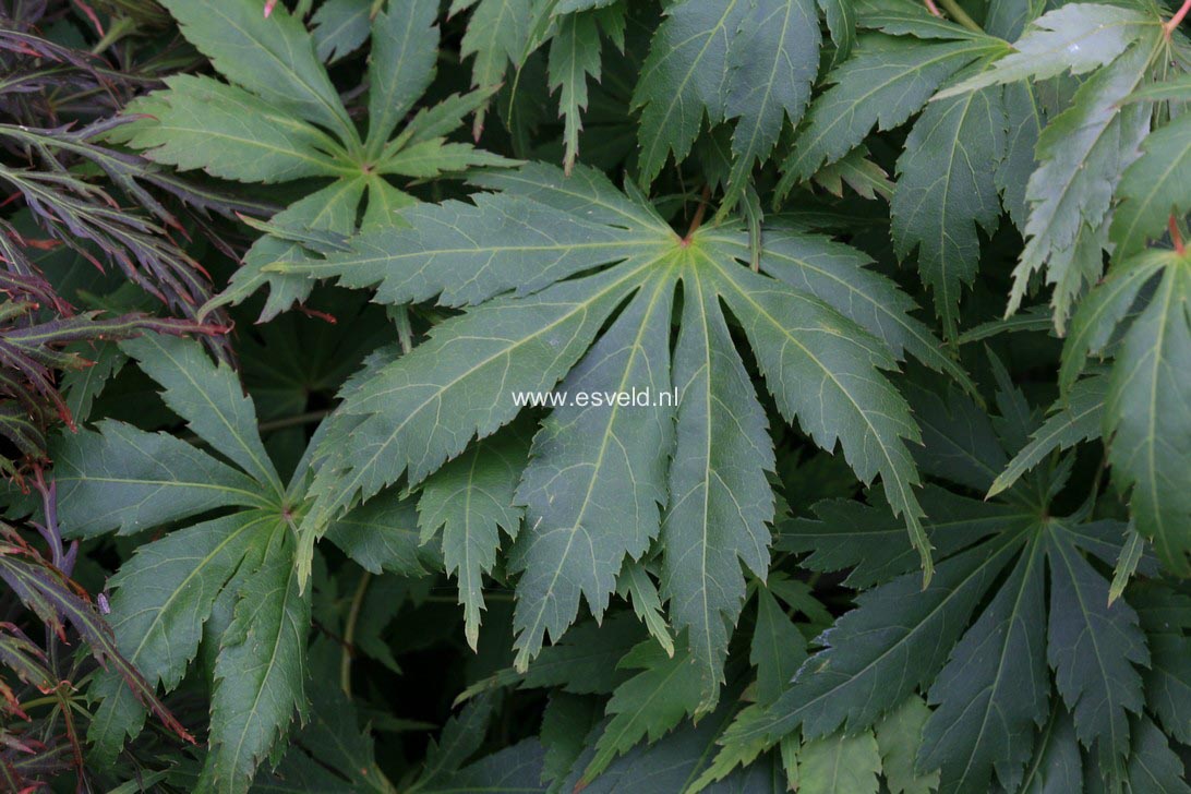 Acer palmatum 'Autumn Showers'