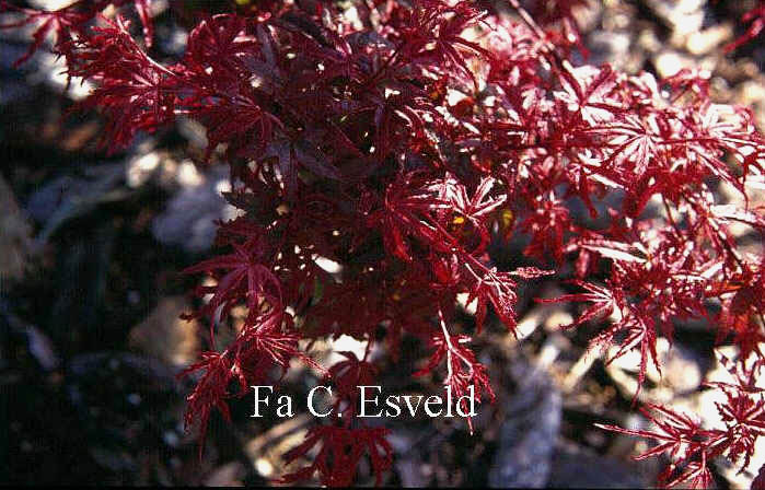 Acer palmatum 'Beni-fushigi'