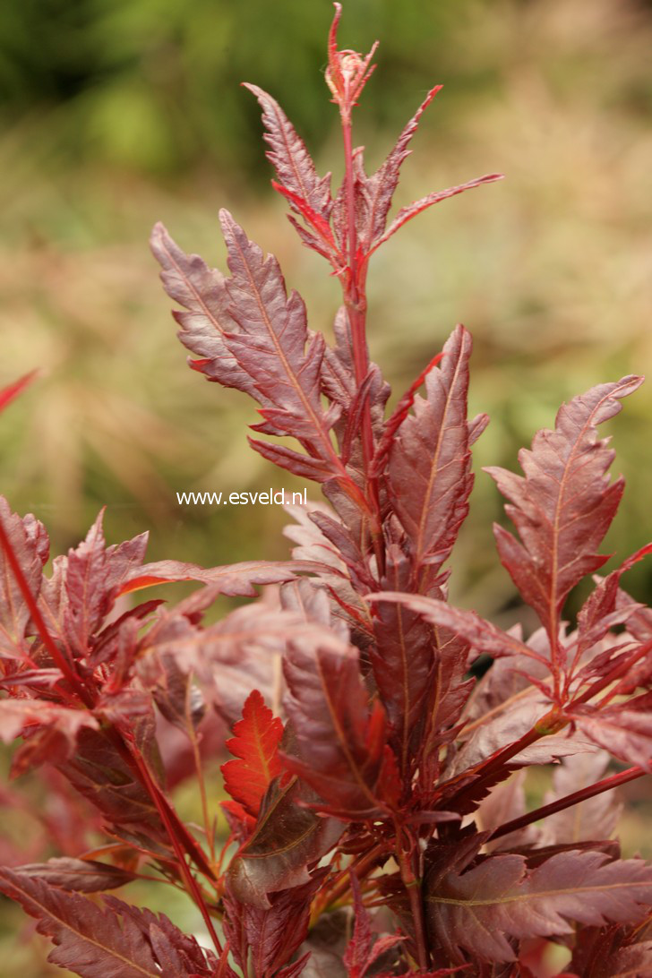 Acer palmatum 'Beni-hagaromo'