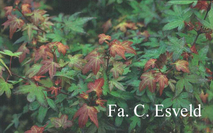 Acer palmatum 'Beni-hime'