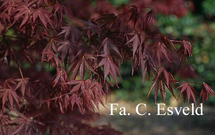 Acer palmatum 'Beni-kagami'