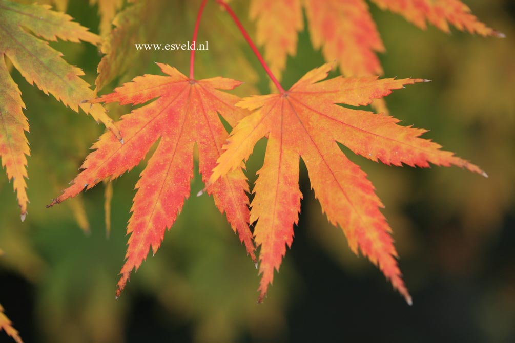 Acer palmatum 'Beni-musume'