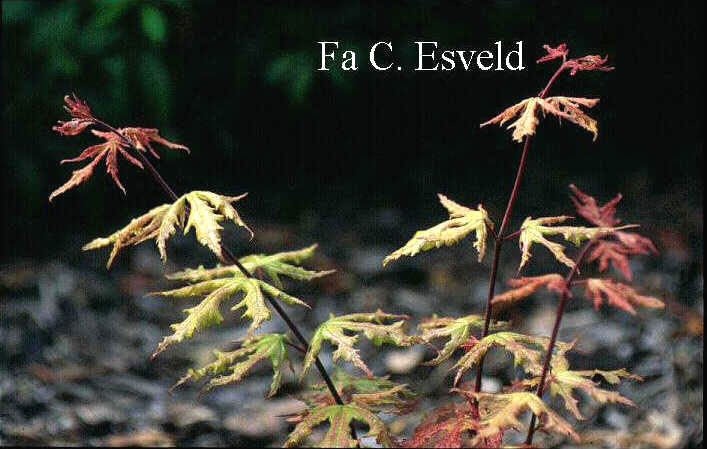 Acer palmatum 'Beni-shigatatsu-sawa'