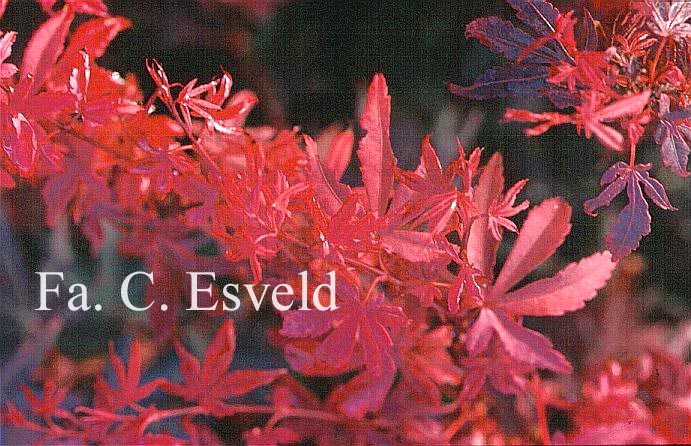 Acer palmatum 'Brandt's Dwarf'
