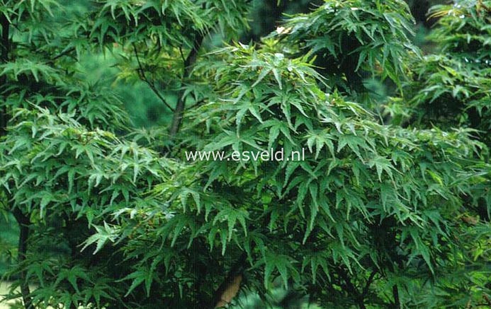 Acer palmatum 'Captain McEacharn'
