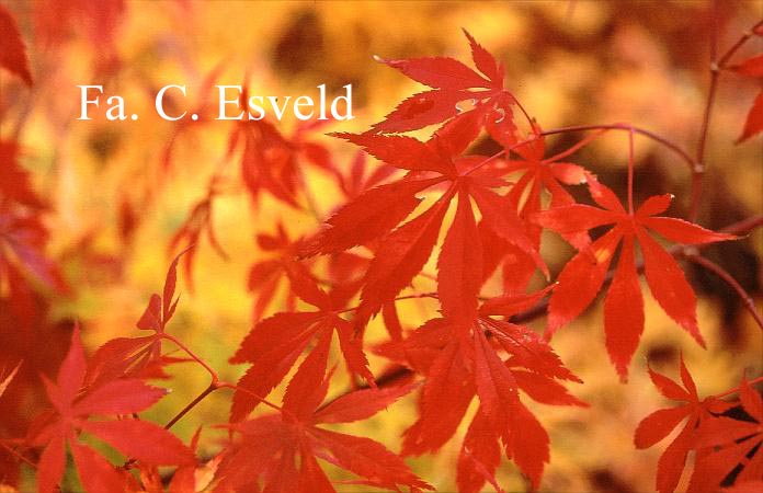 Acer palmatum 'Chokei-ji'