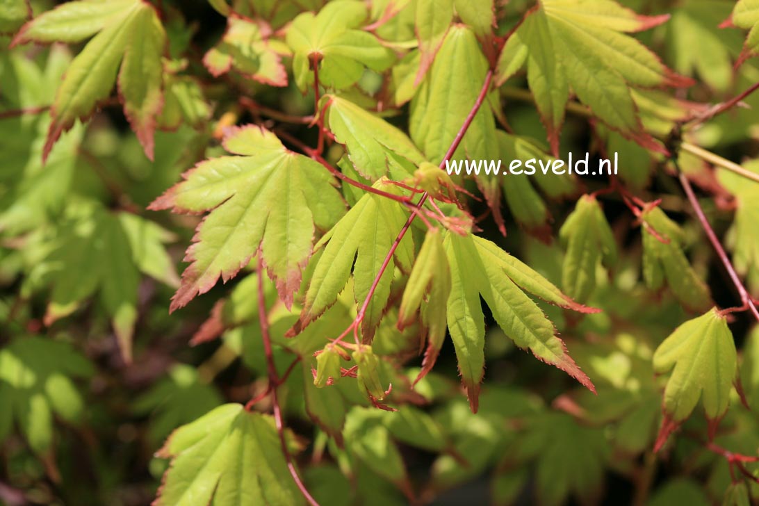 Acer palmatum 'Chūgū-ji'