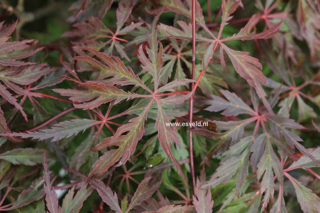 Acer palmatum 'Dai'