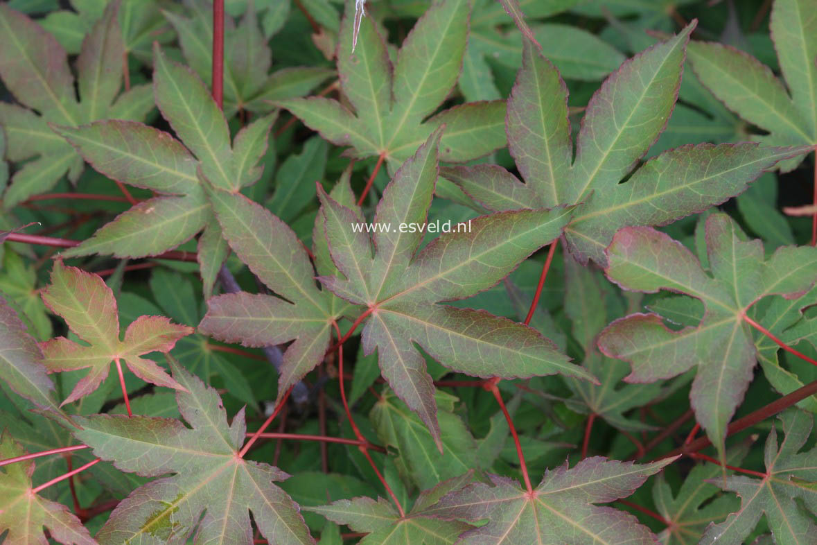 Acer palmatum 'Daiji-sen'