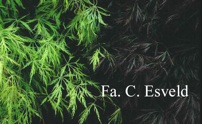 Acer palmatum 'Dissectum Flavescens'