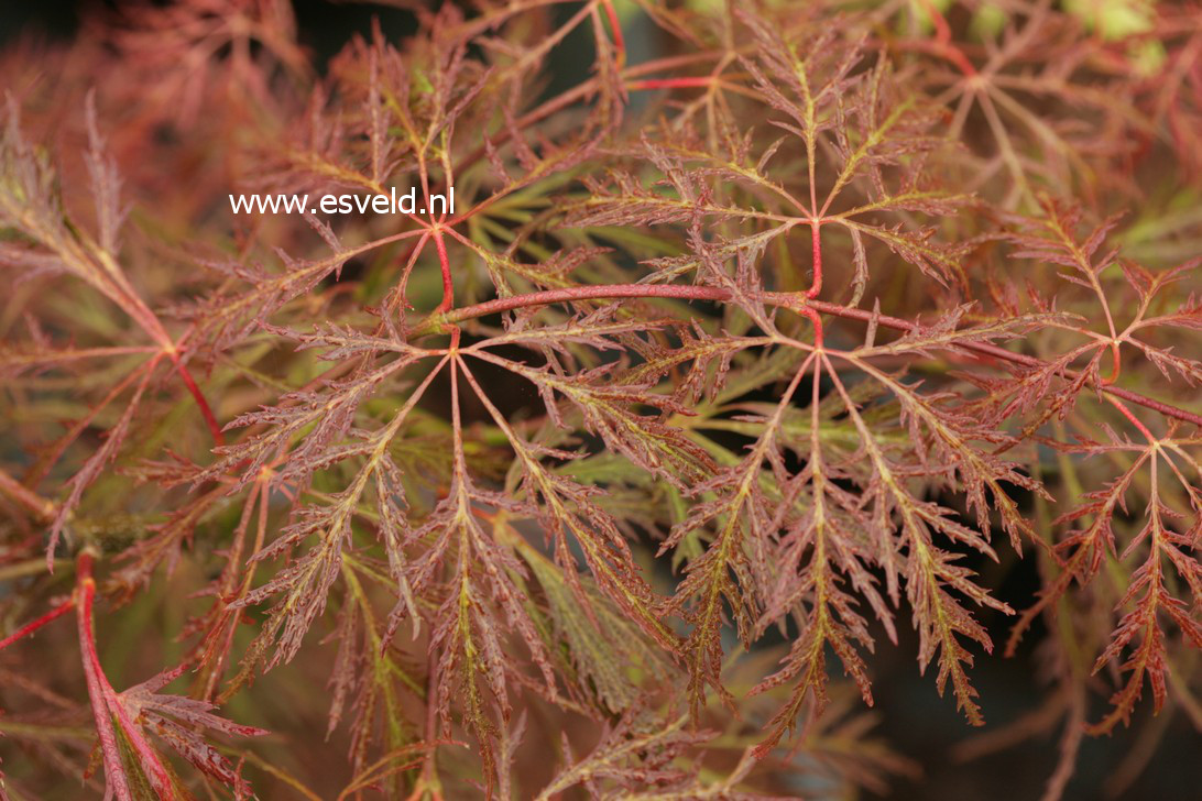 Acer palmatum 'Dr. Brown'