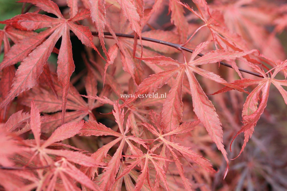Acer palmatum 'Earthfire'