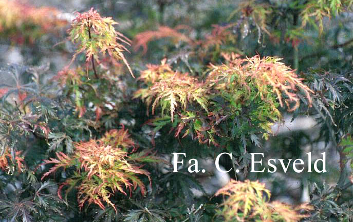 Acer palmatum 'Felice'