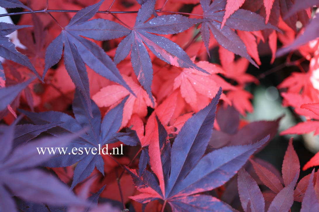 Acer palmatum 'Fujinami-nishiki'