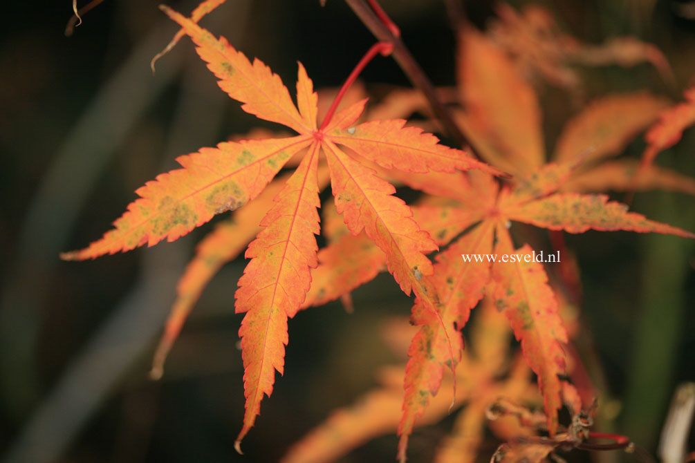 Acer palmatum 'Fukui'