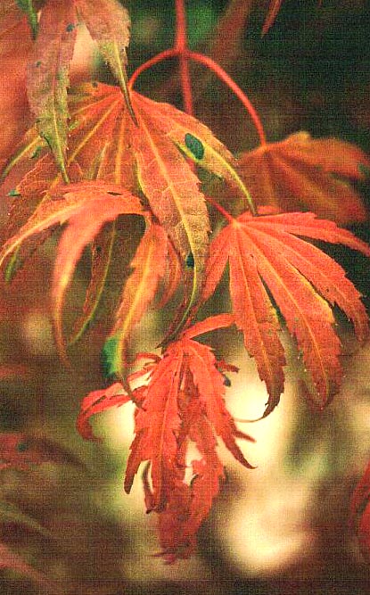 Acer palmatum 'Geisha'
